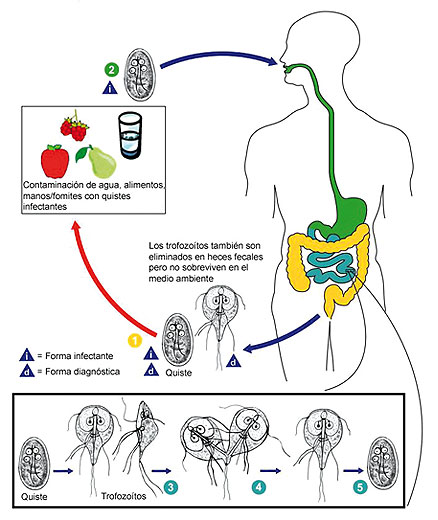 vacuna giardia efectos secundarios